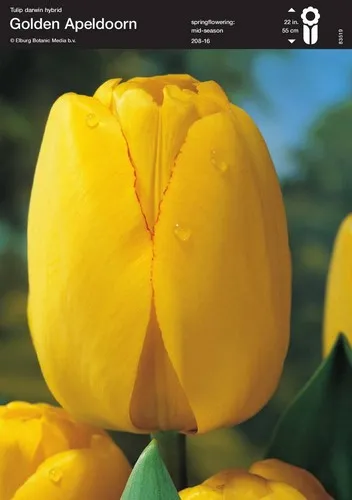 Yellow Tulip (Golden Apeldoorn)