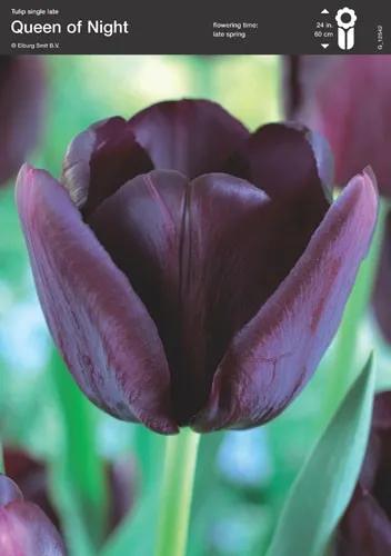 Tulip Βlack (Queen of Night)