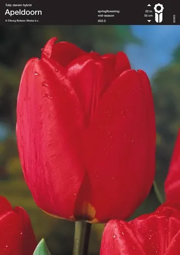 Red Tulip (Apeldoorn)