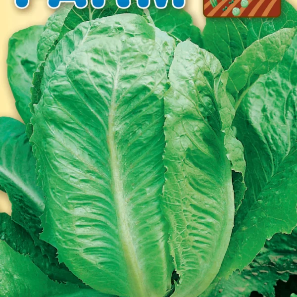 Μαρούλι Ρομάνα Καλοκαιρινή