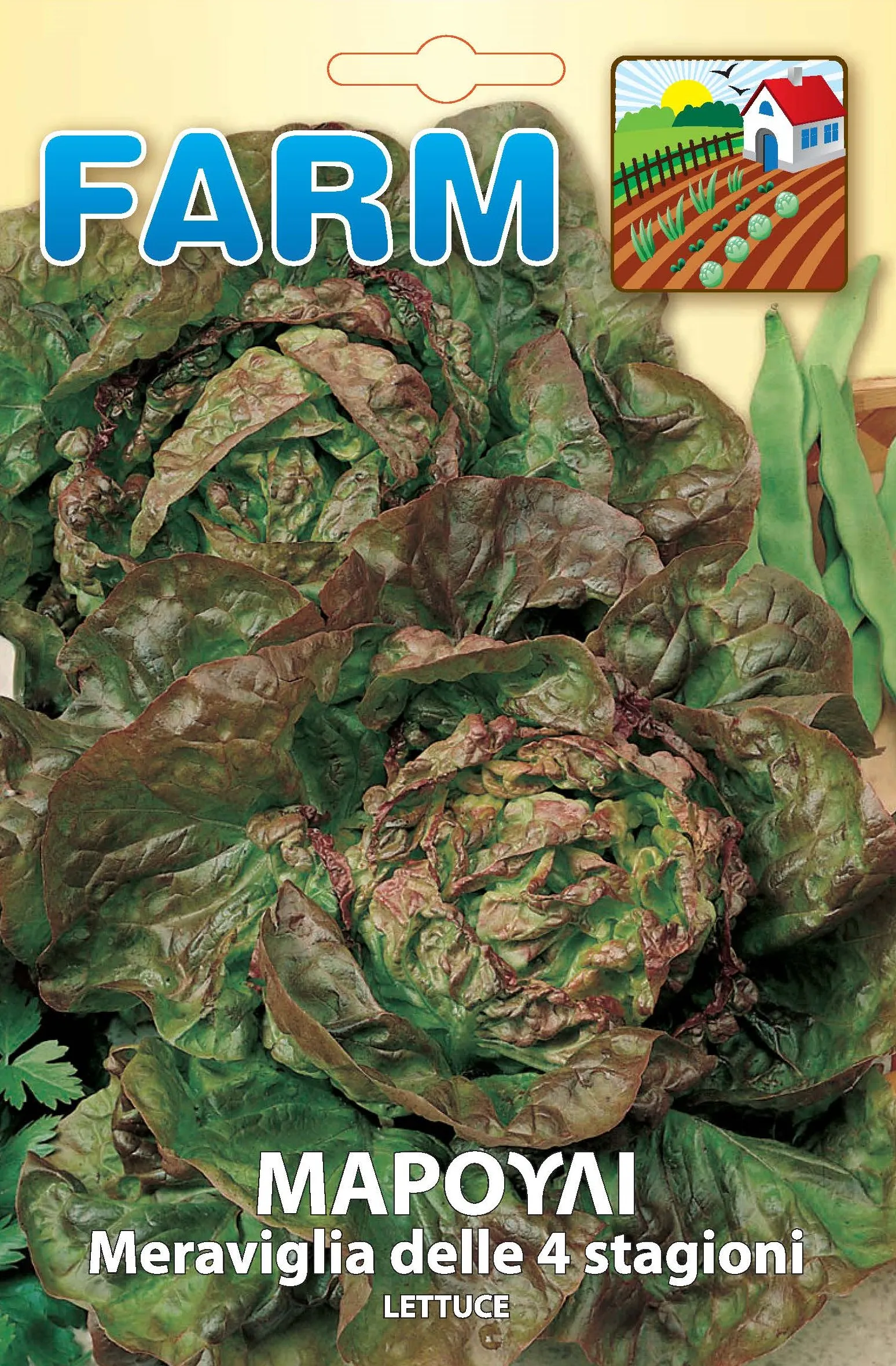 Lettuce ‘Meraviglia delle 4 Stagioni’
