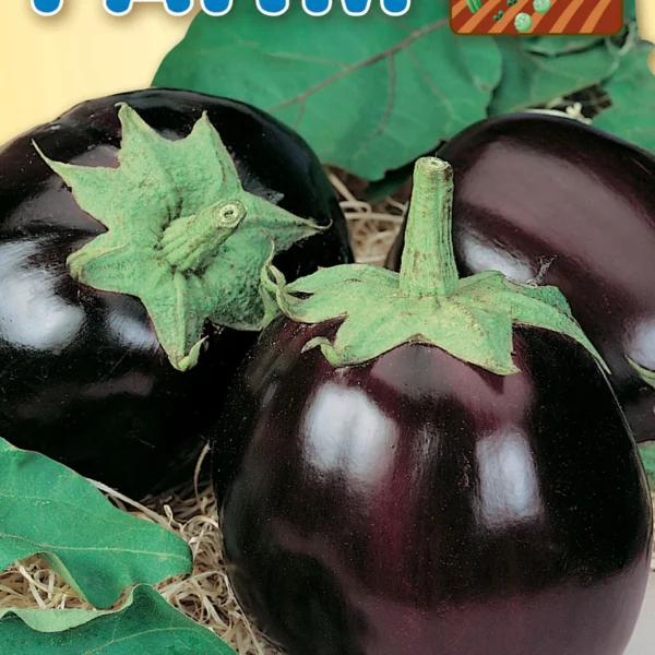 Μελιτζάνα Φλάσκα 'Black Beauty'