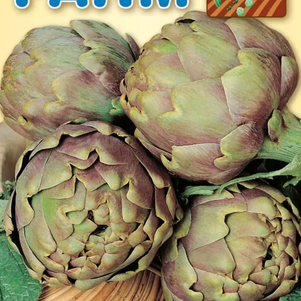 Αγκινάρα ‘Grosso Romanesco’