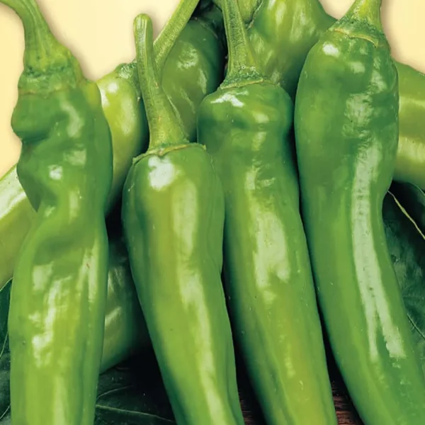 Πιπεριά Τουρσί ‘Σταυρός’