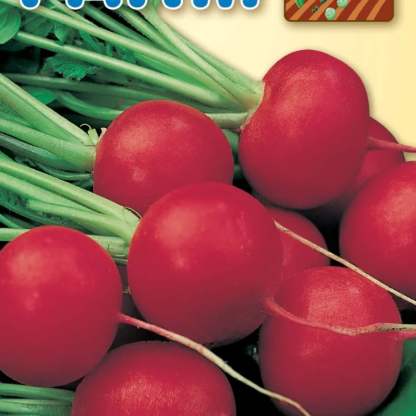 Ραπάνι Γίγας Burro Gigante