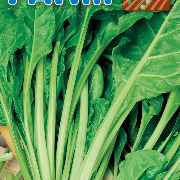 Σέσκουλο Πράσινο 'Ντόπιο'