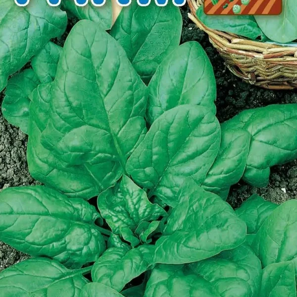 Σπανάκι ‘Gigante de Invierno’