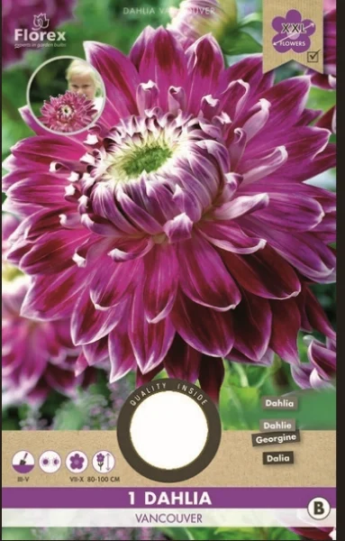 Ντάλια 'Vancouver'