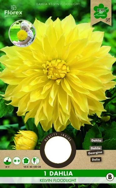 Ντάλια 'Kelvin Floodlight'