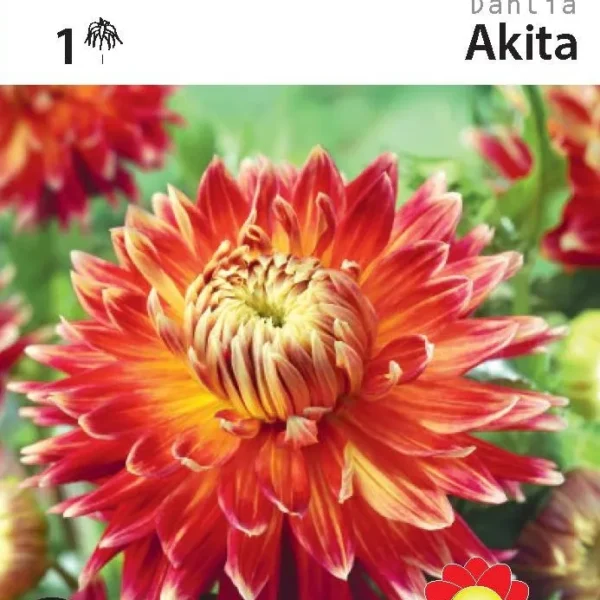 Ντάλια 'Akita'