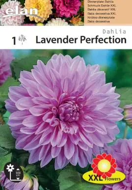Ντάλια 'Lavender Perfection'