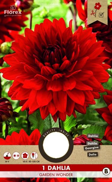 Ντάλια 'Garden Wonder'