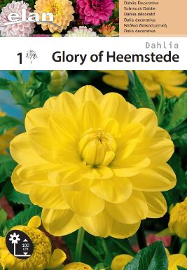 Ντάλια 'Glory of Heemstede'