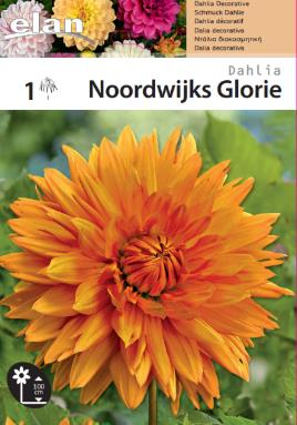Ντάλια 'Noordwijks Glorie'