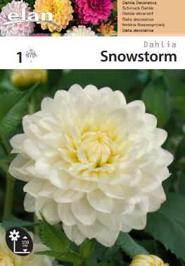 Ντάλια 'Snowstorm'