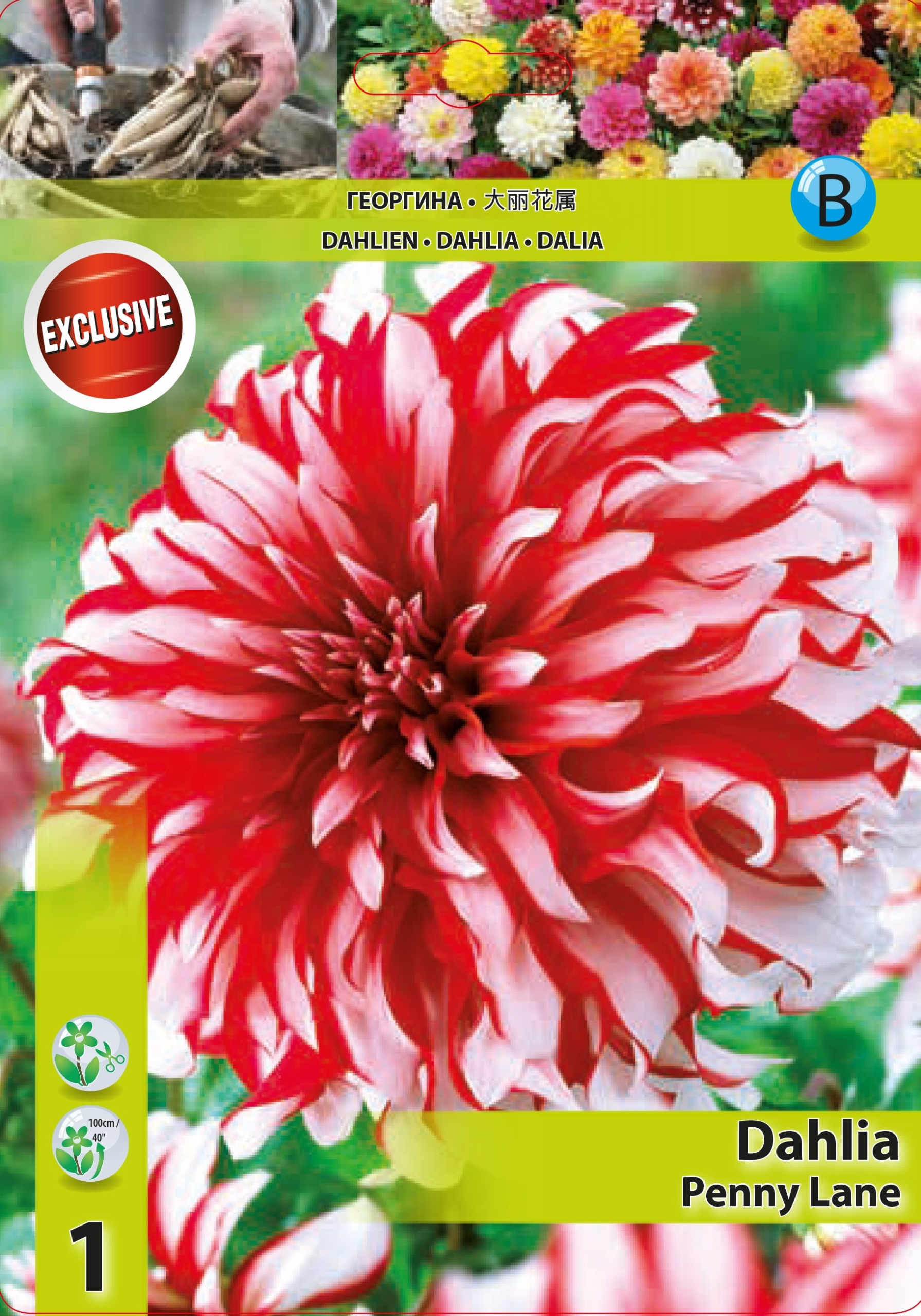 Ντάλια 'Penny Lane'