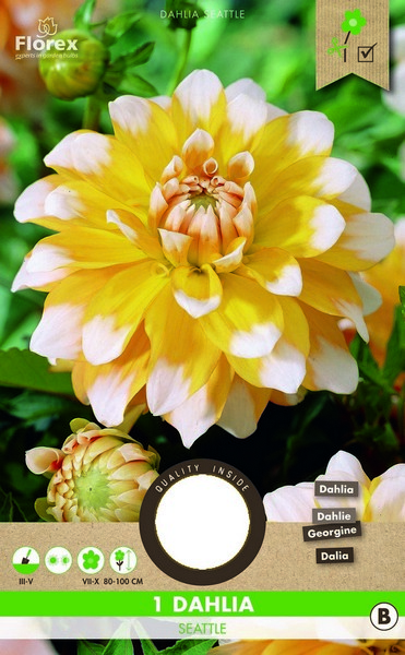 Ντάλια ‘Seattle’