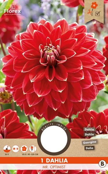 Ντάλια 'Mr Optimist'