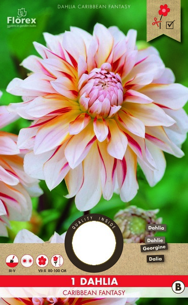 Ντάλια 'Caribbean Fantasy'