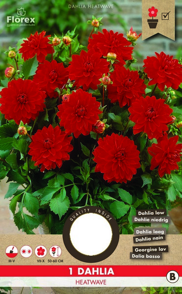 Ντάλια 'Heatwave'