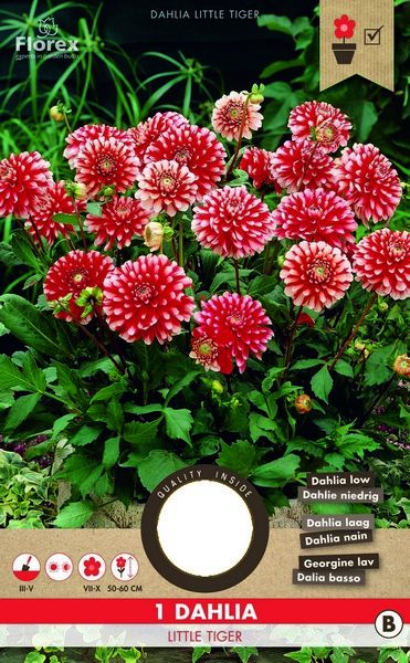 Ντάλια 'Little Tiger'