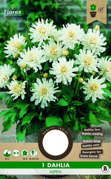 Ντάλια 'Aspen'