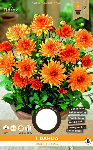 Ντάλια 'Orange Pigmy'