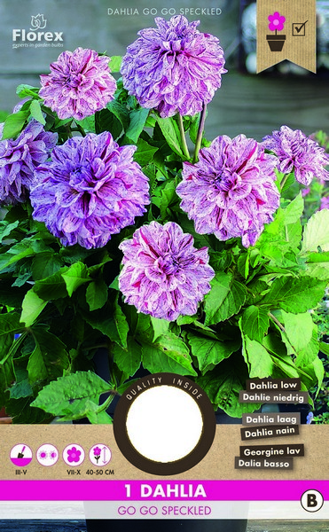 Ντάλια 'Go Go Speckled'