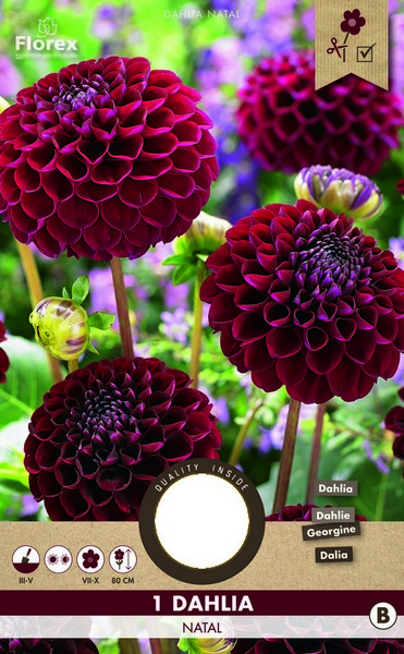 Ντάλια 'Natal'