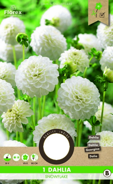 Ντάλια 'Snowflake'