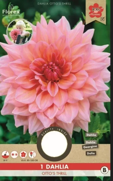 Ντάλια 'Otto’s Thrill'