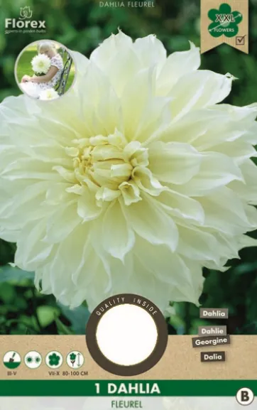 Ντάλια 'Fleurel'