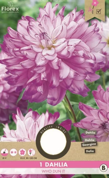 Ντάλια 'Who Dun It'