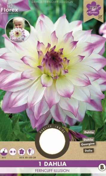 Ντάλια 'Ferncliff Illusion'