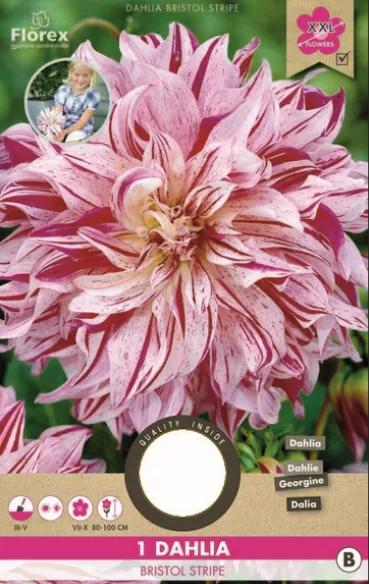 Ντάλια 'Bristol Stripe'