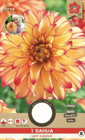 Ντάλια 'Lady Dariene'