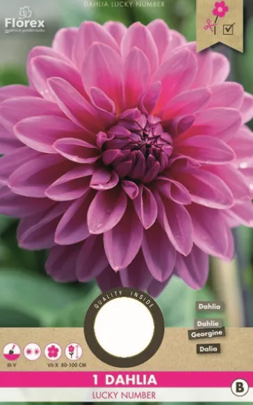 Ντάλια 'Lucky Number'