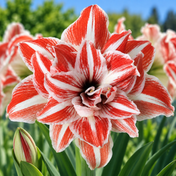 Amaryllis 'Dancing Queen'