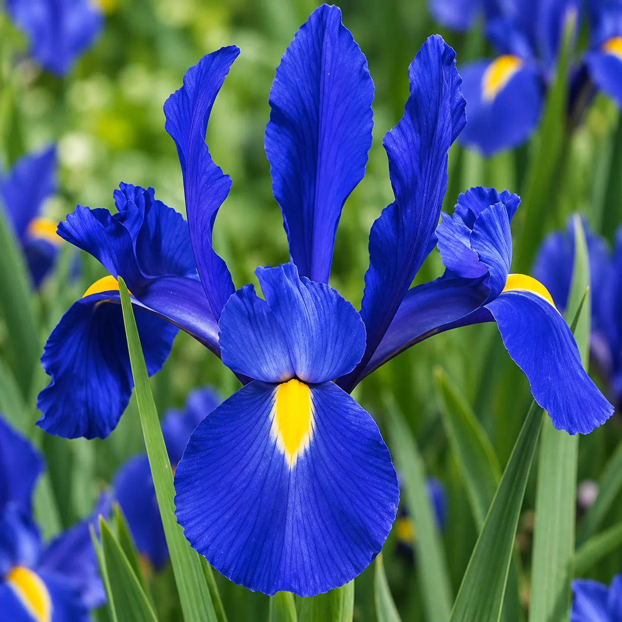 Ίριδα Μπλε – Iris hollandica Blue
