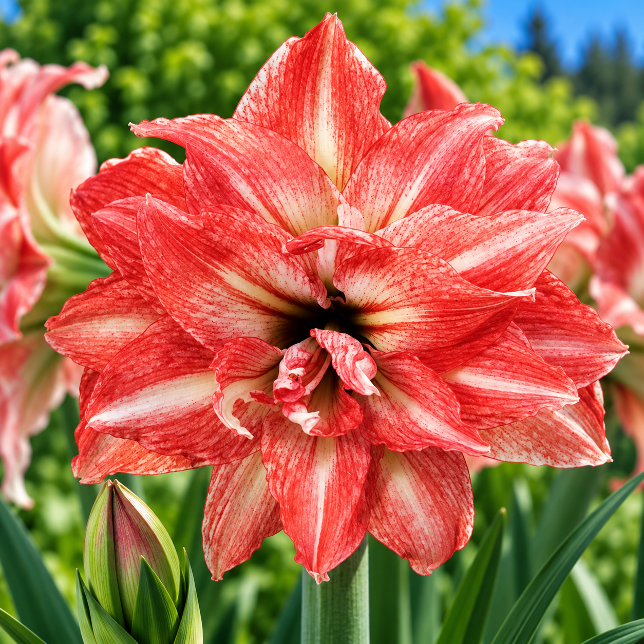 Amaryllis 'Lady Jane'