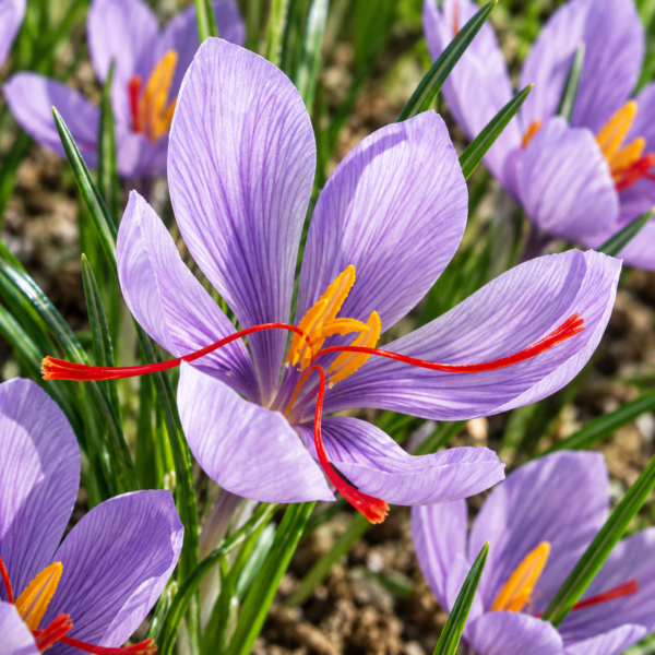 Κρόκος Κοζάνης – Crocus sativus